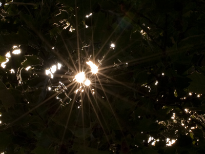 I`ve told you before not to point your camera at the sun.  But when you do, close the aperture to make sparkles.