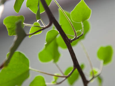 When I neglect to take pictures during the day, I have to go outside in the evening, where I become mosquito bait.