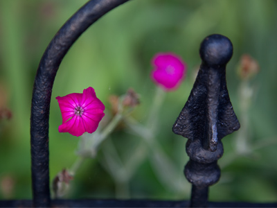 Untouched by Photoshop, this flower had its own glow.