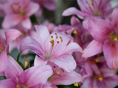 As usual, someone else`s backbreaking work in the garden results in an easy photo for me.