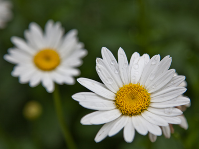 The hero flower and its wingman.