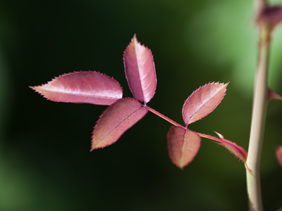 Finding something to photograph is only part of the challenge.  It`s equally important to build a scene around it.