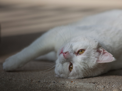 Still stalking me on the porch (see June 19 above).