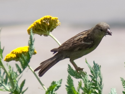 Even before I got out of bed, I had a feeling it would be a big day for bird photos.