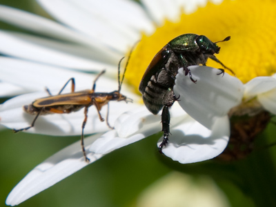 This one is totally different:  there are TWO bugs.