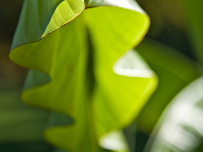 Nature is sometimes straight, but more often it`s curved.