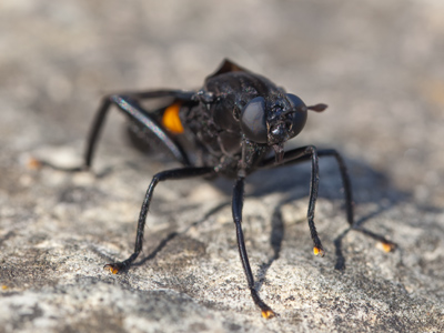 I wasn`t sure if this big bug could hurt me, but nature often uses the color red as a warning, so I treated it respectfully.