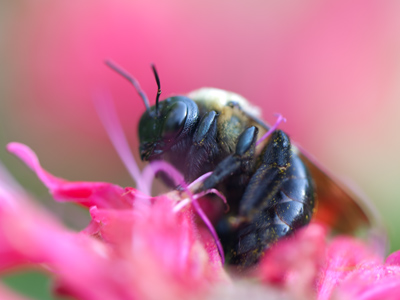 Such a simple, short life it leads.  No questions like, `What should I do today?  What is the meaning of my existence?`