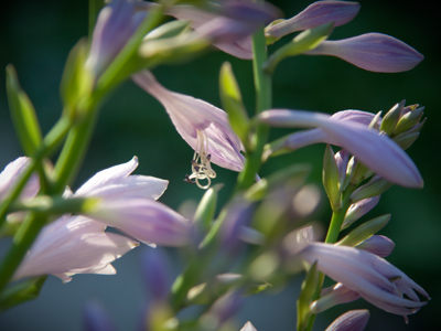 The flowers, my friend, are blowin` in the wind.