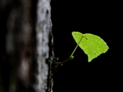 Trees turn sunlight into energy.  Why can`t we?