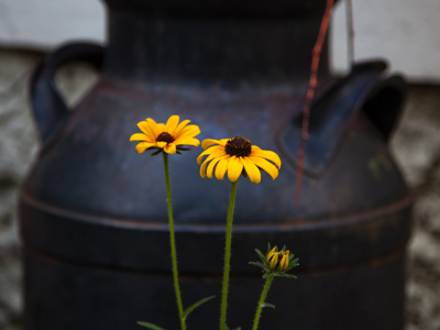 Put a stamp on the back of this picture and mail it.