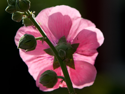 Flowers are the extroverts of the plant kingdom, as opposed to the more introverted grass and grains.