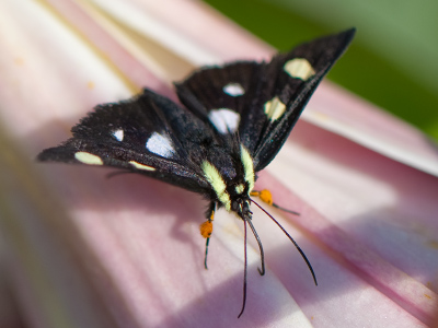 `What in the world is THAT?` I said.  `I`m an eight-spotted forester moth,` it said.
