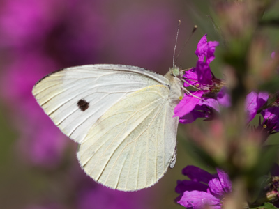 Butterflies very rarely attack the camera.