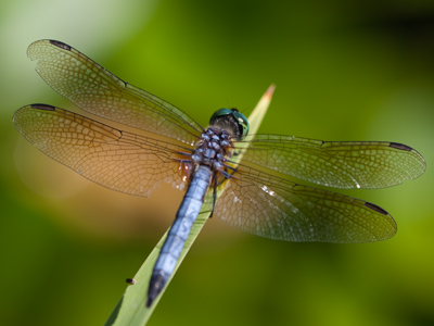 With eyes that large, it probably saw me get out of my car.