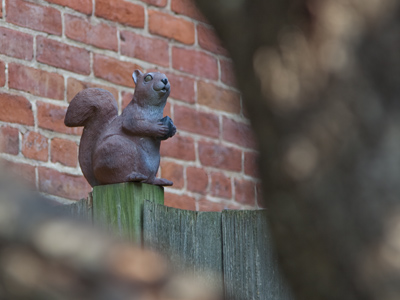 Squirrels often run away from me and my camera, but this one seemed content to just stand there and pose.