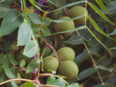 It`s that time of year when I don`t park my car underneath the tree in front of my house.