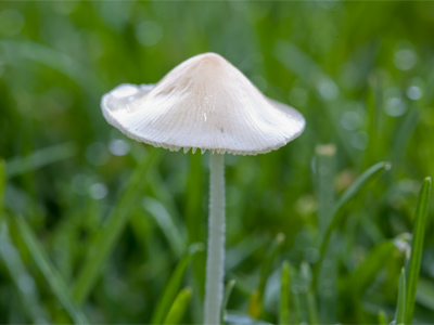 My camera and hands were soaked with dew after this.