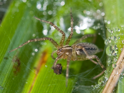 Much better than the spider web photo on July 13 above.