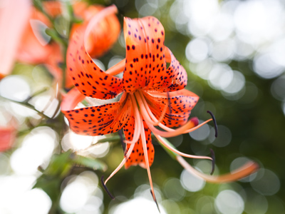 Fred Flinstone`s pants.