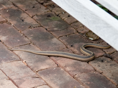 Snake in the garden.