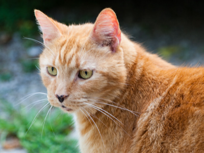 `Let`s see . . . birds or mice for breakfast?`