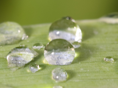 Dew or rain, I can`t remember.