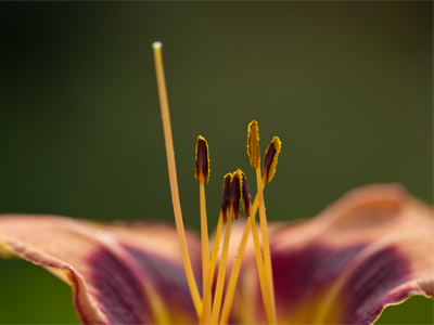 Flowers just want to be loved.