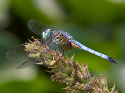 Oh, to be skinny . . . and blue.