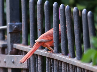 One of us was on the wrong side of the fence.