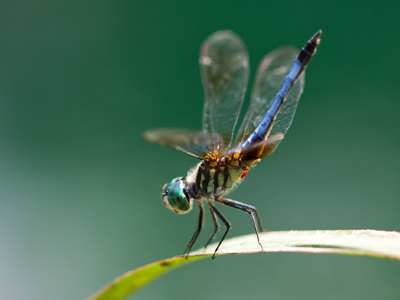 Don`t waste time, dragonfly.  You have six weeks to live.