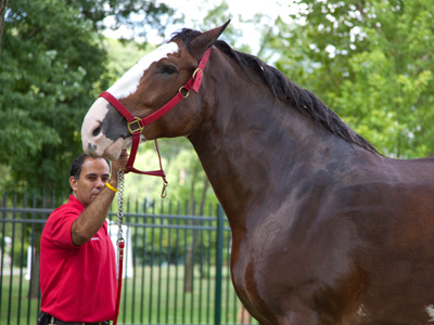 It may look like this man is holding one of the Budweiser Clydesdales, but actually one of the Budweiser Clydesdales is allowing itself to be held by this man.