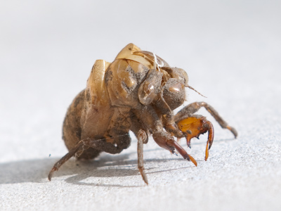 If they were our size and we were their size, which of us would be the dominant species on the planet?