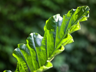 People don`t eat enough vegetables.  Pass the dressing.