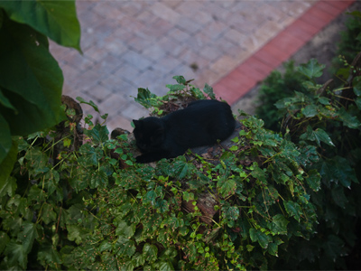 It took a long evening nap so it would be able to stay awake all night and howl outside my window.