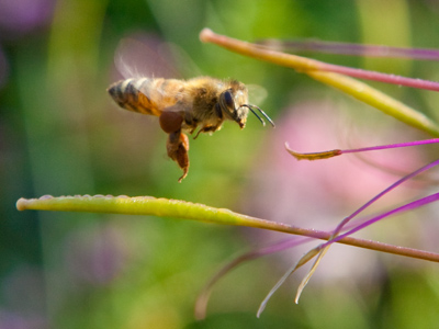 Without ever landing, it hovered around this flower drinking dew from the tendrils.