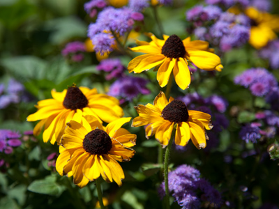 A clear, sunny sky means vivid colors -- but dark shadows.