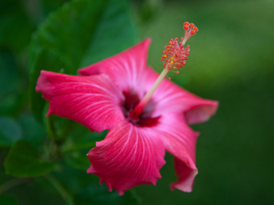 This totally ordinary flower photo is important because it`s the first picture I`ve taken FOR MYSELF in a long time.