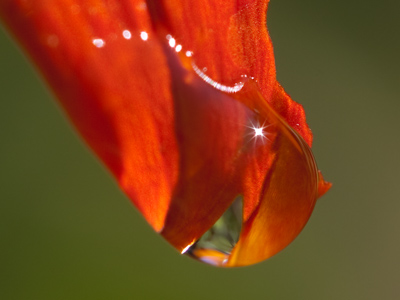 A greatly magnified water droplet on an orange flower petal, with a precise, diamond-like reflection of the sun.