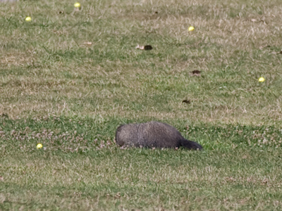 Mr. Woodchuck was in great danger on the driving range.