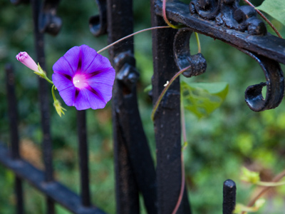 I haven`t been able to take a morning walk in a long time.