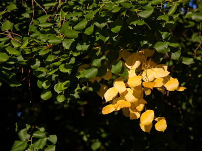 Ready for changing leaves?  Me neither.