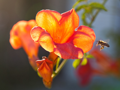 The flower provides for the bee, the bee provides for the flower.  For whom does humanity provide, except for itself?