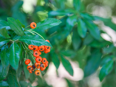 The leaves are still green, for now.