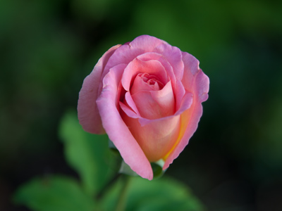 Just a rose, a fleetingly perfect rose.