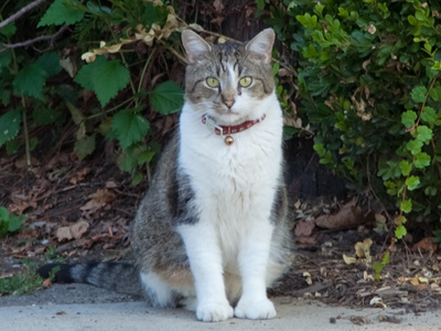  . . . while the cat stands by helplessly.