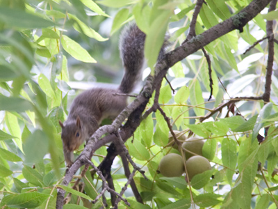 The squirrels go nuts over the tree in front of my house.