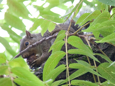 They sit up there all day and GNAW.