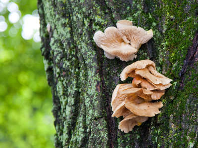 Where potato chips come from.