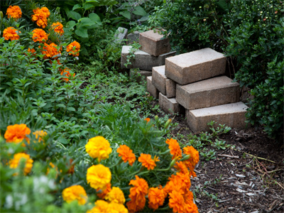 Finally, the bricks I planted in the garden have sprouted.